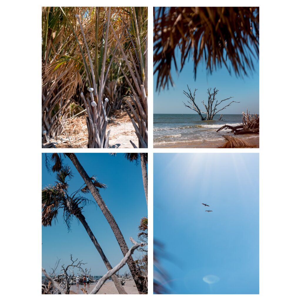 Palm tree with seas shells, drift wood beach, birds in sky taken by travel photographer